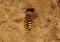 16 cf kortsprietwespbij Nomada fucata f Stalberg De Hamert_resize